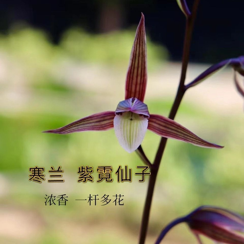 浓香型将上新品名贵兰花大全仙子