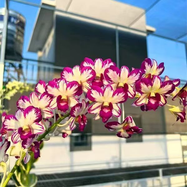 精品洋兰石斛泰国进口兰花花期花卉基地办公室绿植盆栽