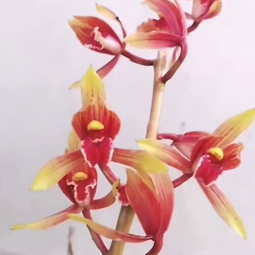 蕙兰花苞花苗新品国魂内外阳台带