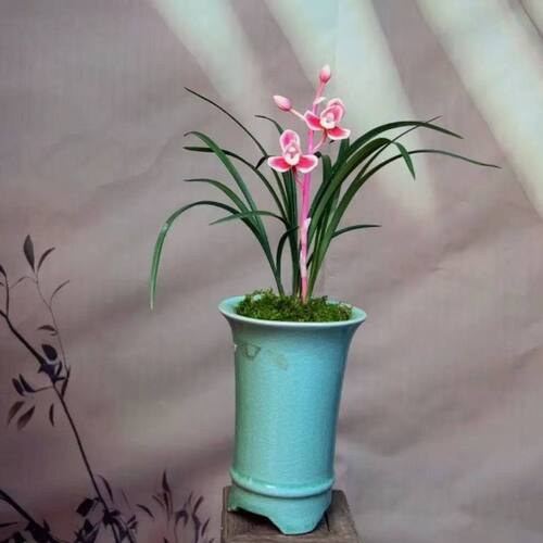 浓香型将上春兰当年开花仙女阳台