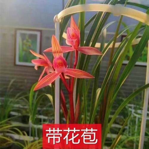 浓香型花苞盆栽名品粉黛佳人花苗