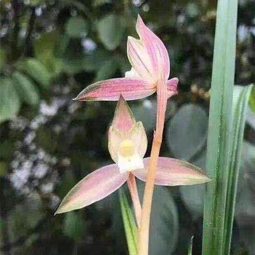 带花苞兰花苗春剑水仙瓣【芯芯红