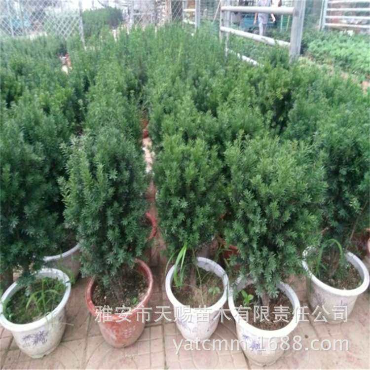 基地 容器苗高80cm 庭院观赏绿植曼地亚红豆杉树 绿化苗木耐寒