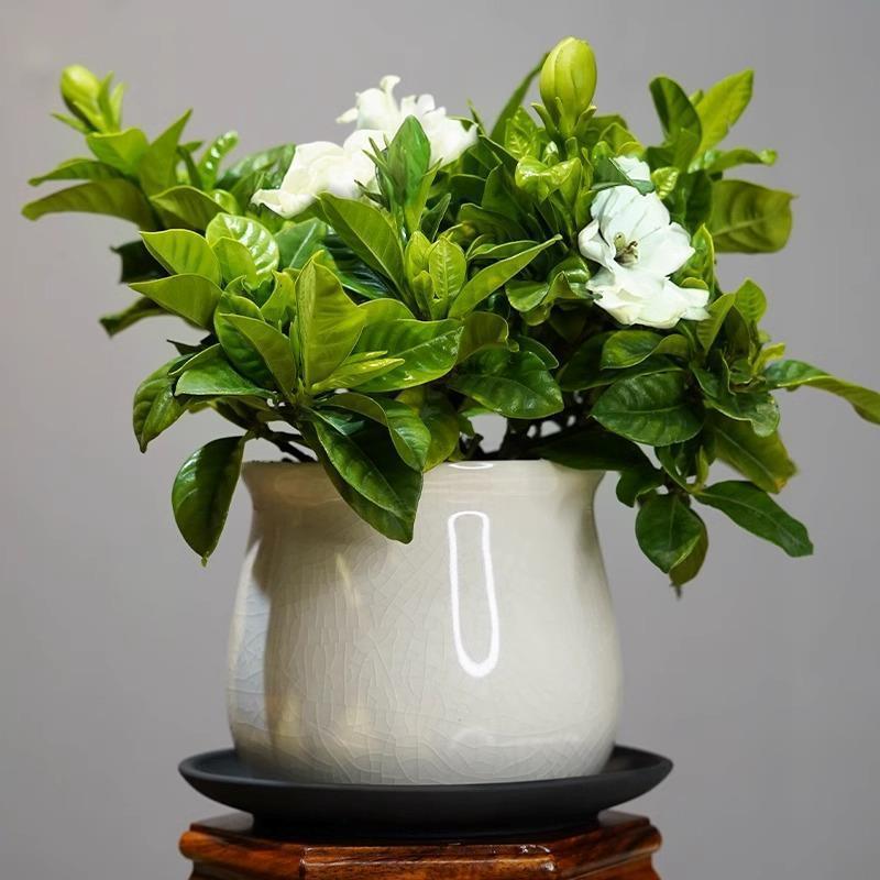 栀子花盆栽木本花卉绿植阳台观花植物多花带花苞室内客厅净化空气