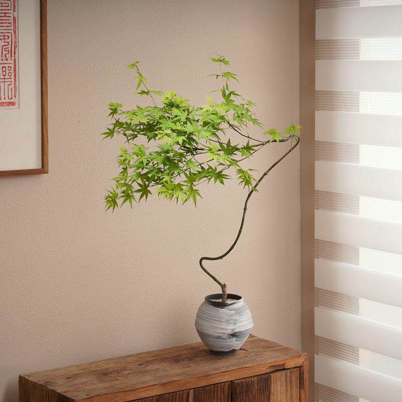 流泉枫盆栽好养造型盆景新中式客厅绿植茶桌禅意植物花卉摆垒德株