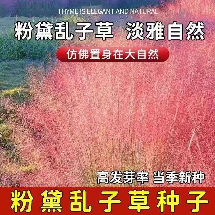 粉黛乱子草种毛芒乱子草花海粉米利庭院花卉多年生观赏四季播网红