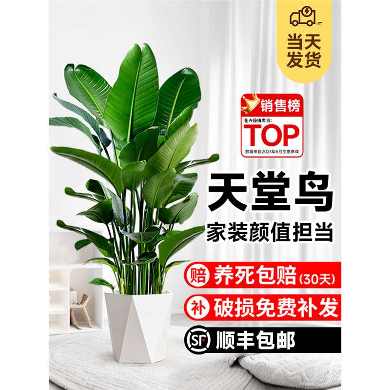 天堂鸟盆栽客厅大型绿植物办公室内落地鹤望兰四季常青好养去甲醛