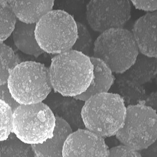 微生物  /分化米散聚苯乙烯 羧基磁珠磁性微ps单纳米偶联磁珠球