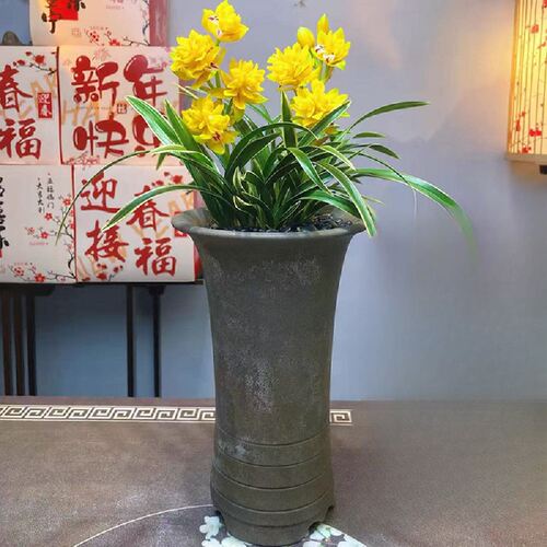 建兰盆栽金边矮种兰花苗【多瓣奇艳】室内外花卉阳台庭院绿植物