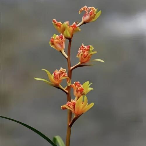 带花苞惠兰绿植花苗新品奇花【好运牡丹】阳台客厅室内外盆栽