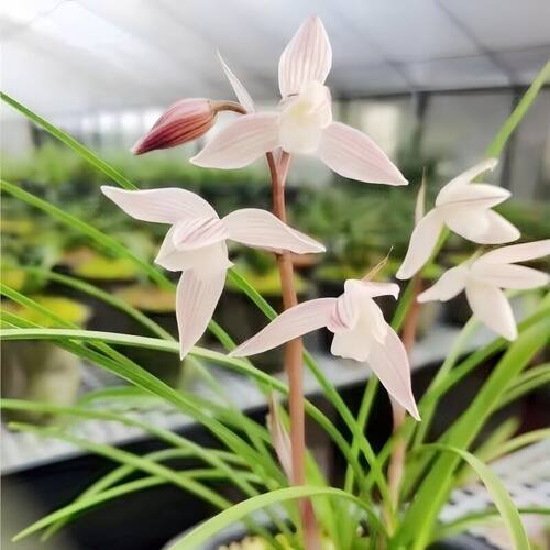 带花苞细叶寒兰素花兰花苗新品【鸿运】室内外花卉庭院盆栽