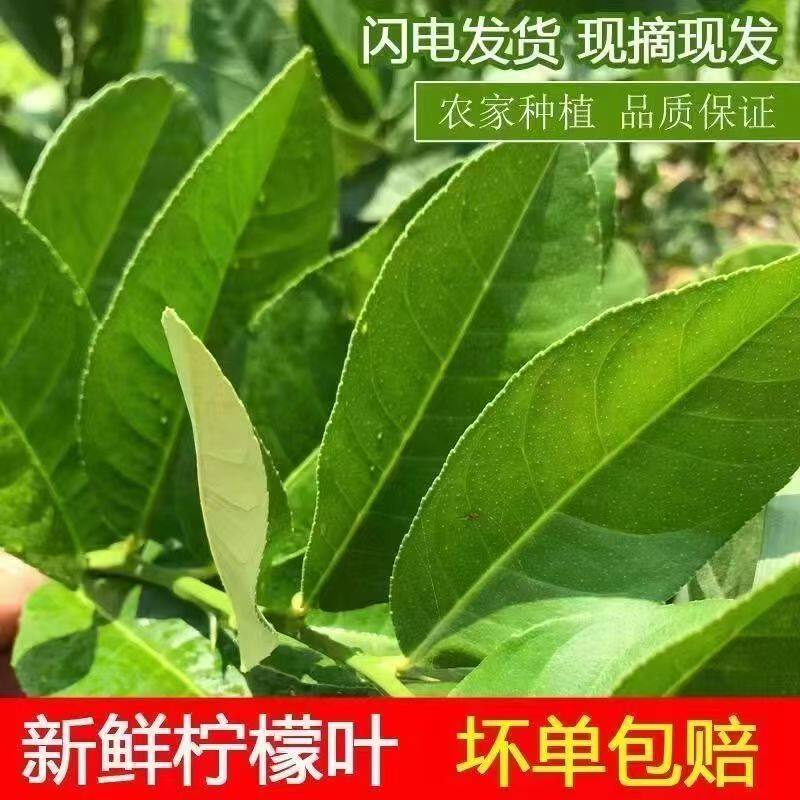 新鲜广东香水柠檬叶冬阴功汤料