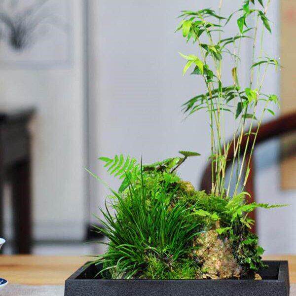 附石菖蒲吸水石小盆景配米竹盆栽室内桌面绿植苔藓微景观水培植物