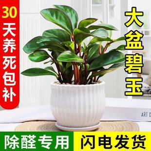 豆瓣绿盆栽碧玉盆栽电脑宝贝桌面绿植电脑伴侣吸甲醛绿色植物盆栽