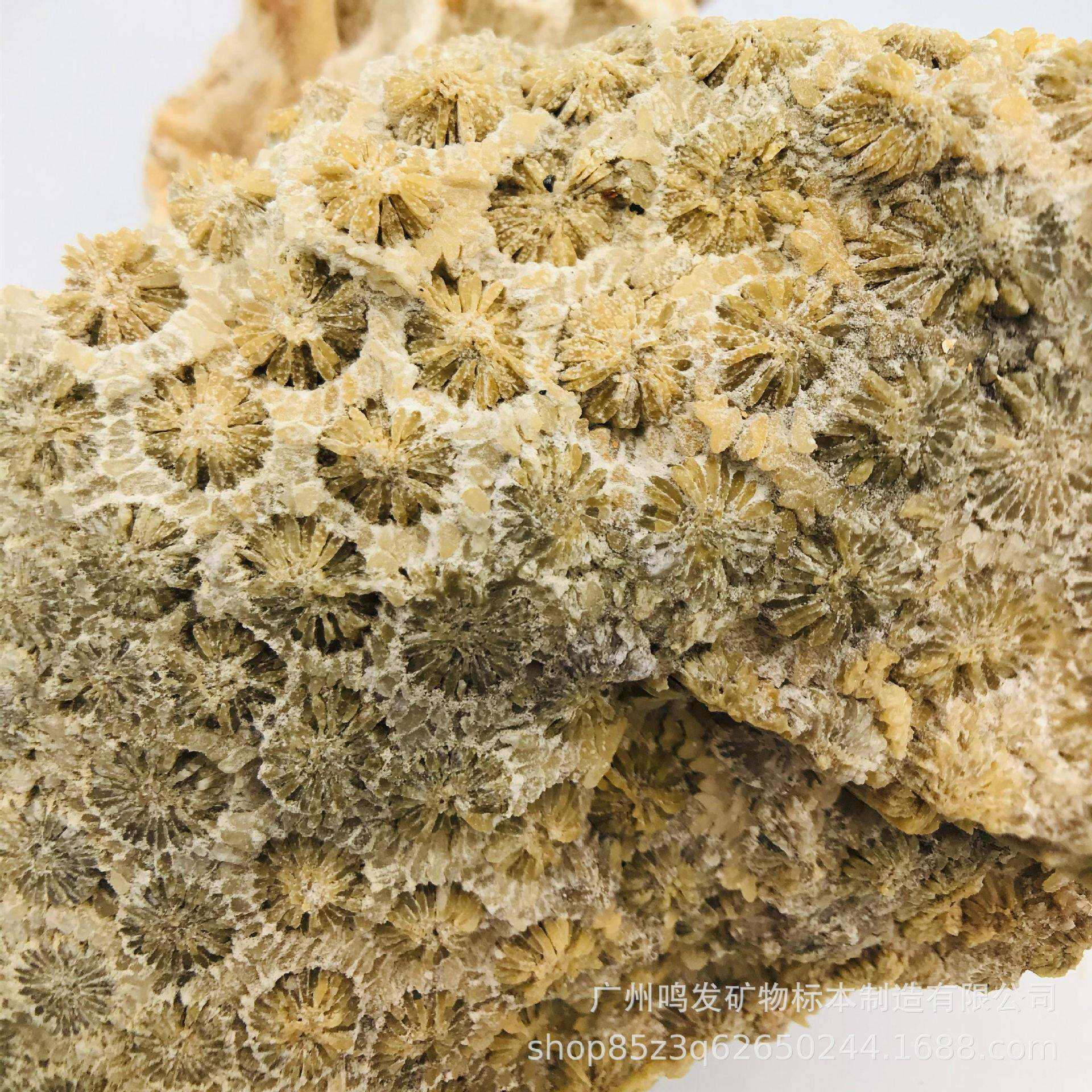 天然珊瑚玉原石珊瑚化石原料菊花玉有机宝石发财玉收藏观赏摆件