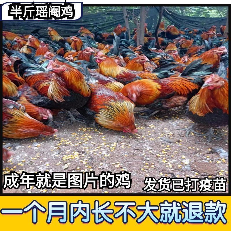 正宗现货半斤清远阉鸡纯手工公鸡脚麻黑瑶散养红瑶鸡苗黑脚土鸡