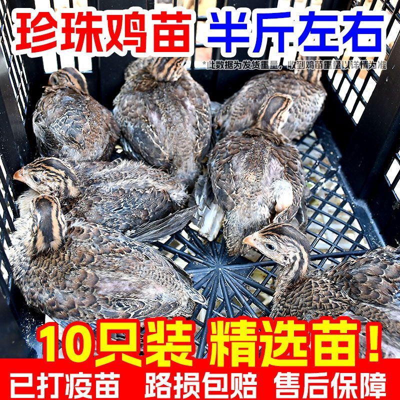 【精品】纯种半斤珍珠鸡苗半大鸡农家散养观赏鸡脱温鸡苗现货
