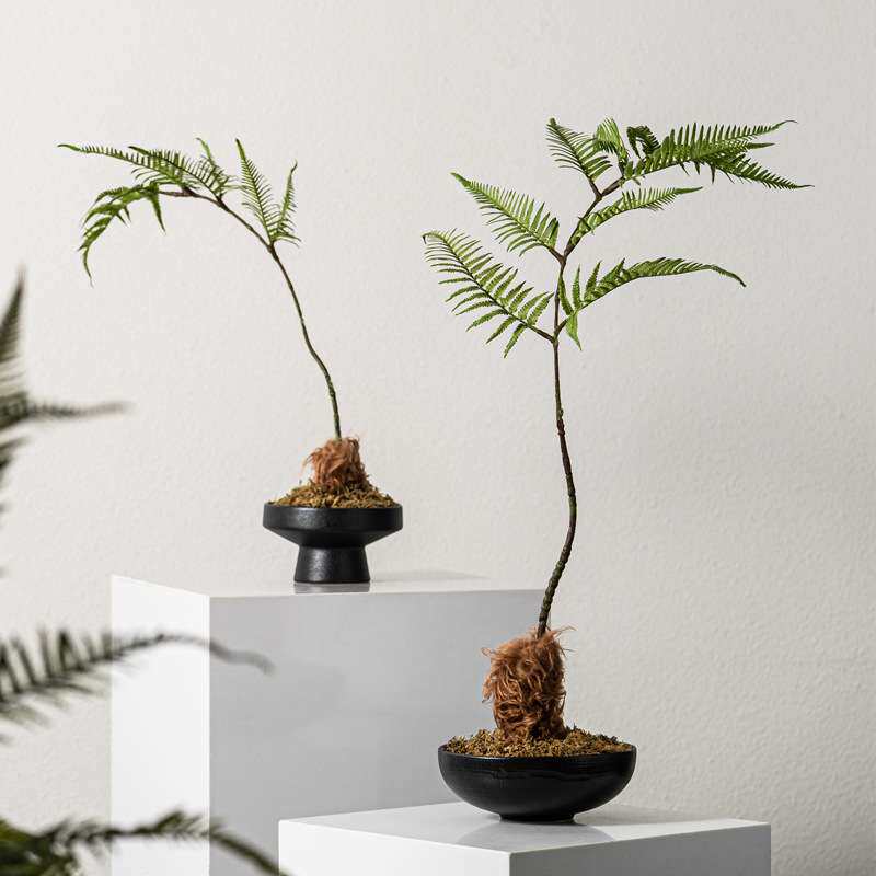 匠十三 新中式仿真文竹植物景观造景花书房茶艺室案头装饰品摆件