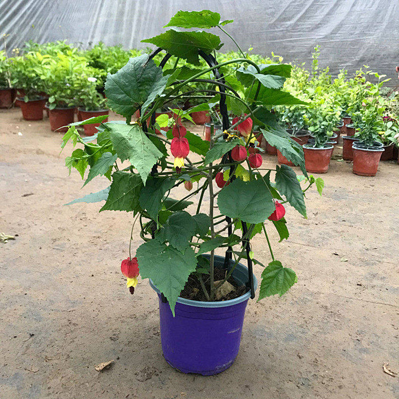 灯笼花四季开花盆栽树苗庭院阳台