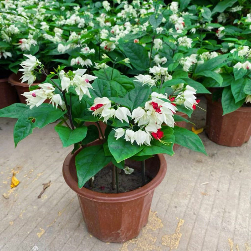 龙吐珠盆栽带花室内桌面好养藤本