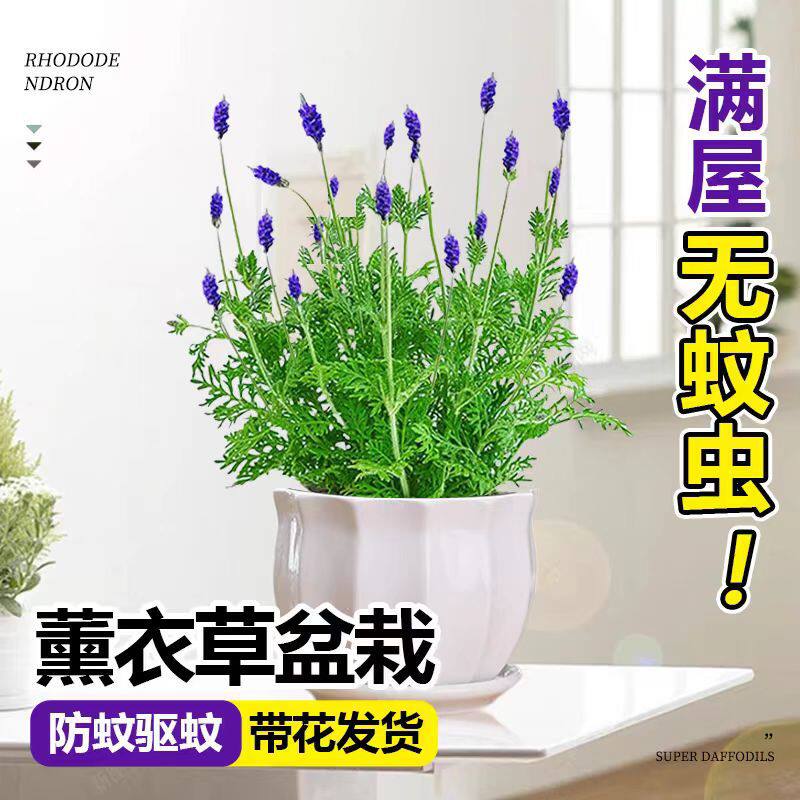 薰衣草盆栽带花室内绿植阳台庭院