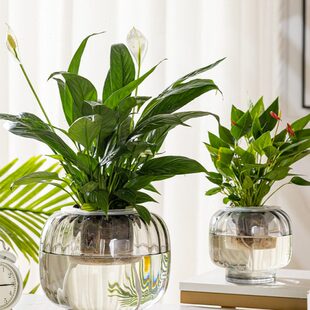透明绿萝创意花瓶摆件插花玻璃花盆水培器皿红掌大号水养植物掌白