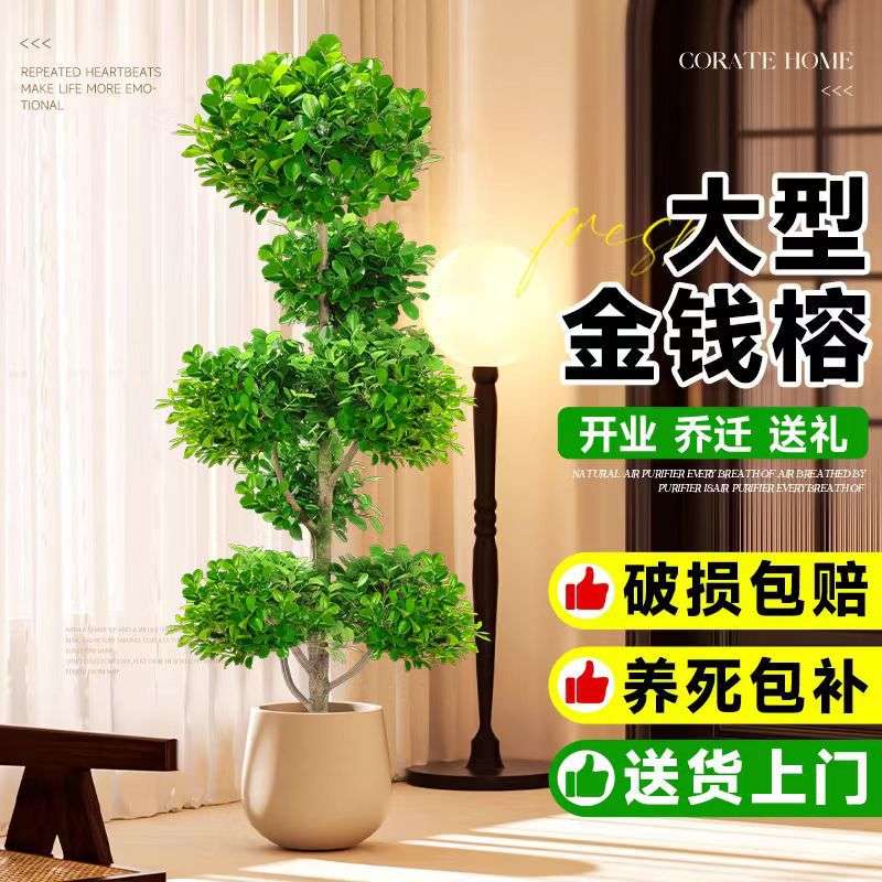 金钱榕大盆栽室内客厅大型绿植摇钱树发财树四季常青落地榕树植物