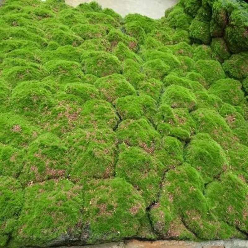 仿真绿植墙青苔藓皮仿真青苔坪盆景坪绿植场景橱窗软装苔藓