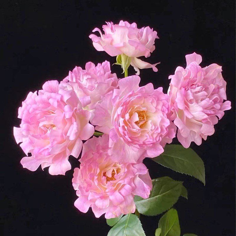 一加仑海葵的女F儿带盆发货包邮