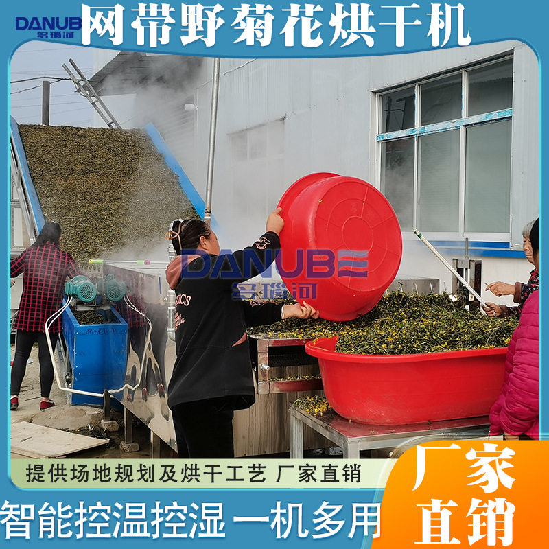 野菊花烘干机 连续式茶菊洋甘菊金丝黄菊胎菊干燥机 野菊烘干设备