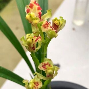 四季兰建兰彩云追月紫凝仙山红满堂红秋雪室内P客厅浓香兰花名贵