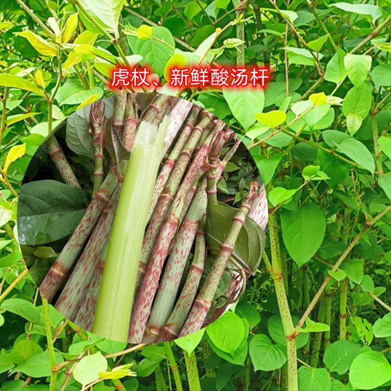 高山中药材虎杖根酸汤梗酸筒杆花斑竹斑杖根酸桶笋黄地喻酸杆500g图片