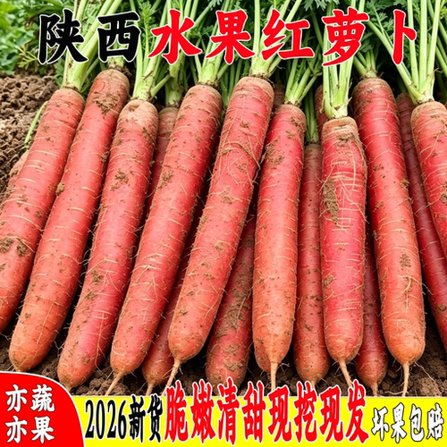 商超品质丨沙地红萝卜9斤新鲜挖
