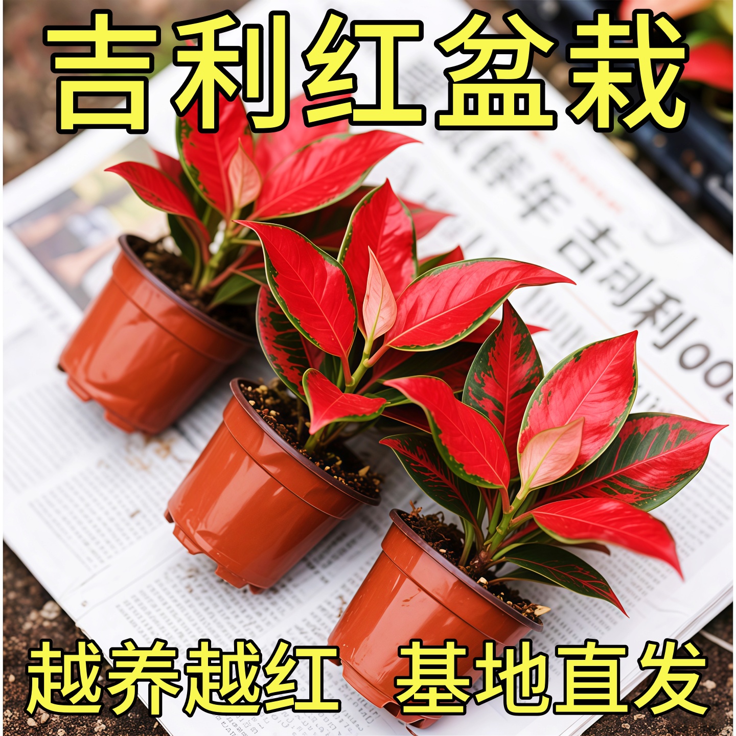 吉利红如意皇后盆栽室内桌面绿植好养花卉净化空气办公室桌面绿植