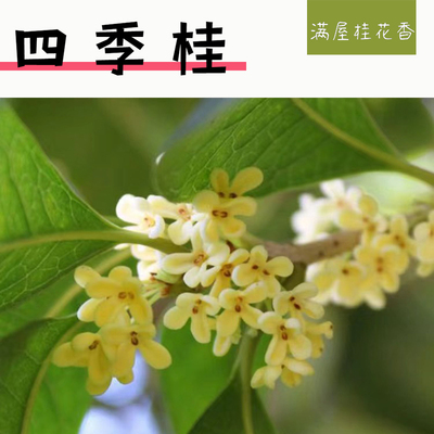 新基地四季桂花四季开花满屋飘香好养活花期长室内室外庭院