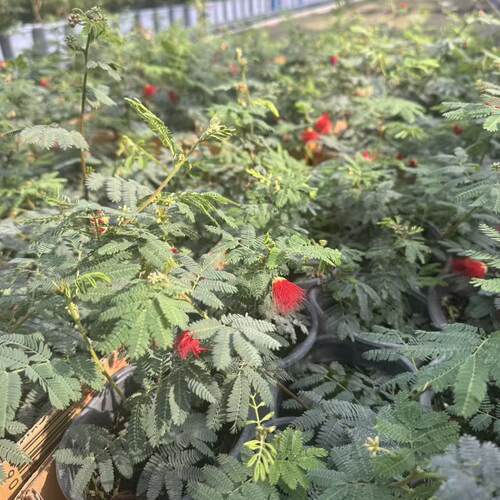 姬合欢盆栽适合阳台庭院的绿植花卉好养护新手推荐