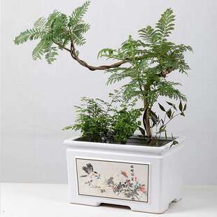 长方形陶瓷花盆创意家用阳台鲜花绿植盆景榕树花器花卉君子兰透气