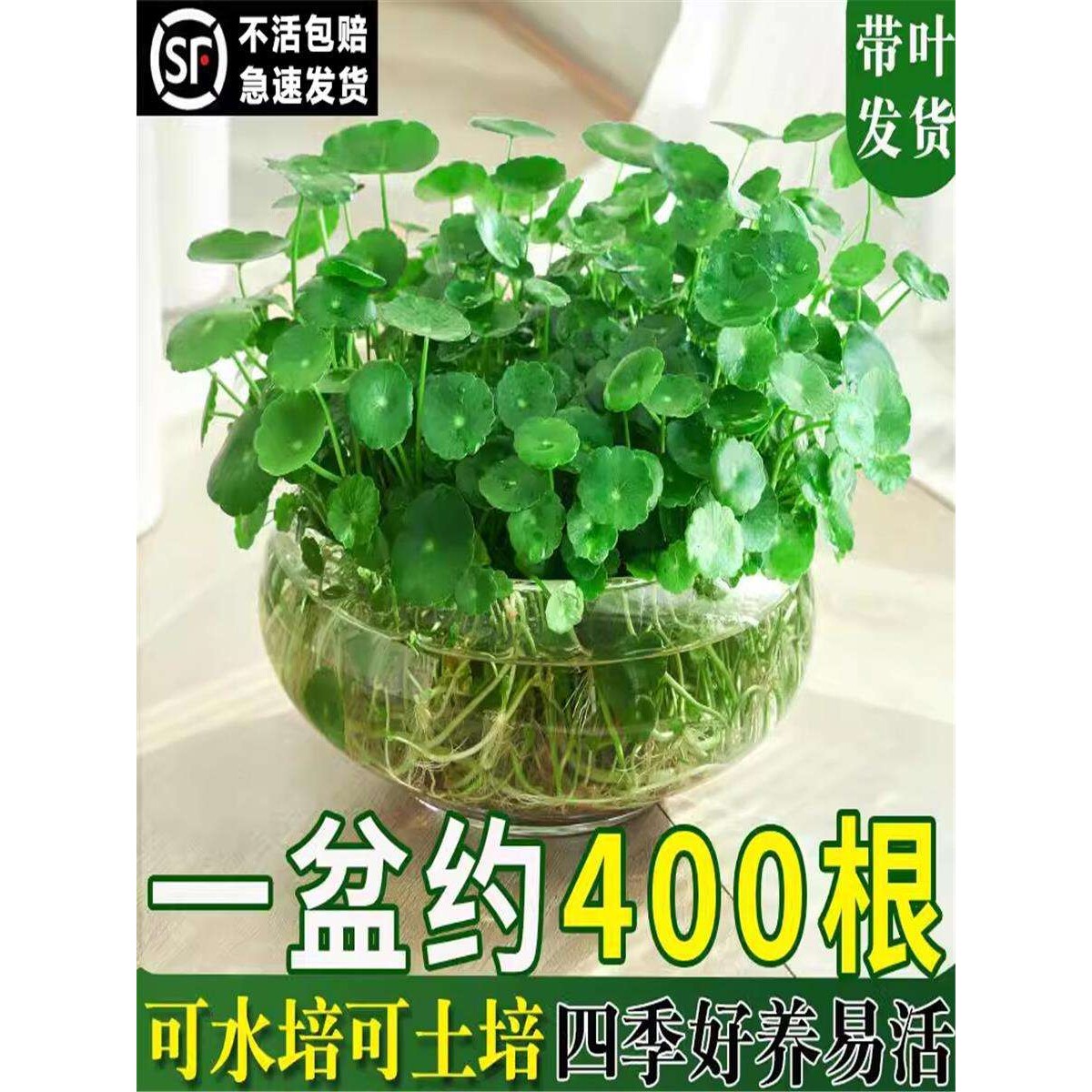 带叶铜钱草水培植物办公室内盆栽客厅桌面绿植花卉趣味水养金钱草