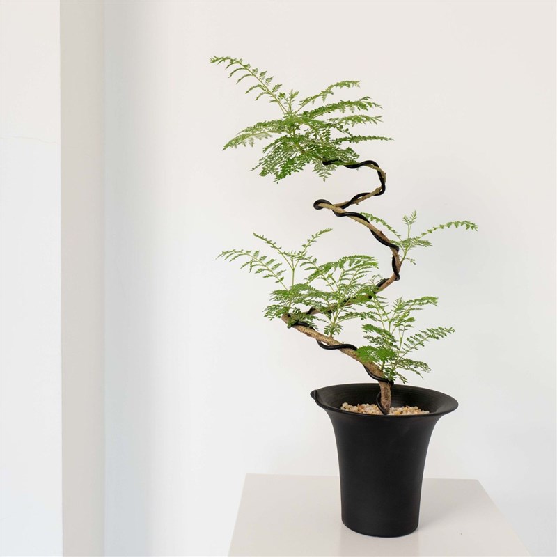 造型老桩丛生蓝p花楹 新款桌上生机活力喜阳绿植