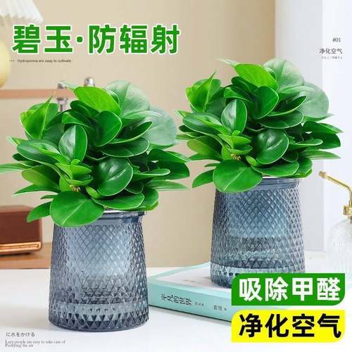 水培豆瓣绿碧玉多肉植物盆栽四季绿植室内桌面绿植花卉四季好养