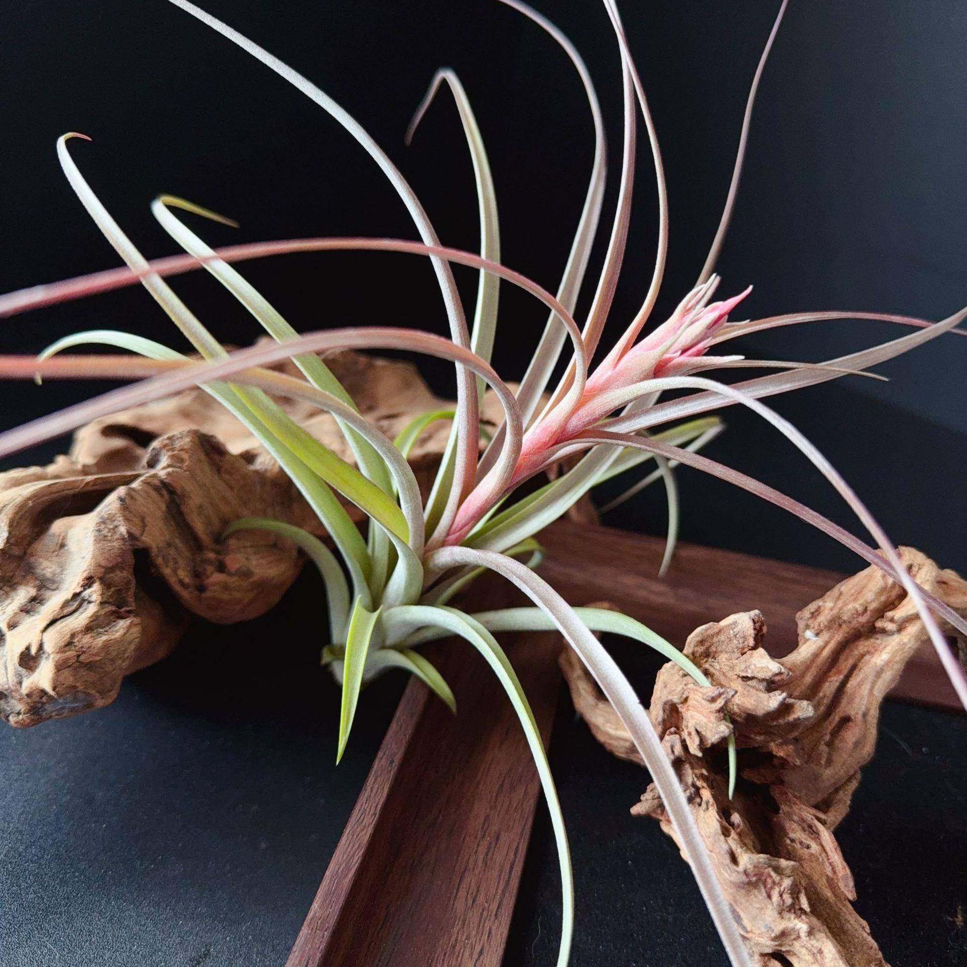 红颜，稀有品种厂家直供 基地发货 空气凤梨 无土植物绿植