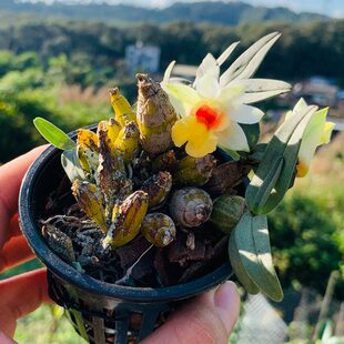 花矮匠型浓香型人云南圃珍喉干多肉红袖块茎雨林缸植物耐石斛室内