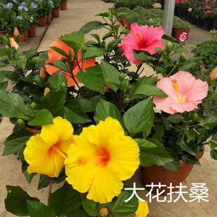多年生室内耐好养朱槿 扶桑木庭院花卉 大花晒花阳台本耐热植物