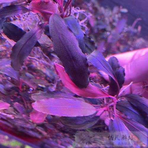 种 蜈蚣蓉 辣椒品老辣椒榕 粉红