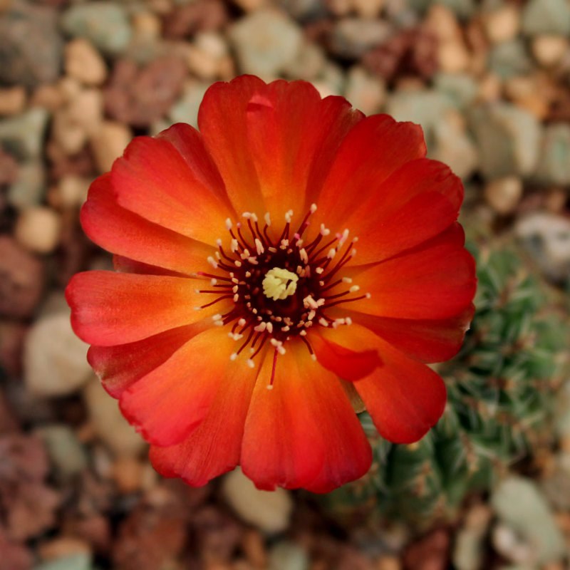 仙人球沟宝山属橙黄复色火焰沟宝山有沟宝山LH0Q891 13091