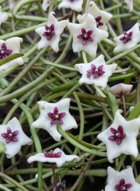 球兰t销yre垂吊o直a绿植、a 断叶）耐阴耐热园艺us （球兰苗H菁萃