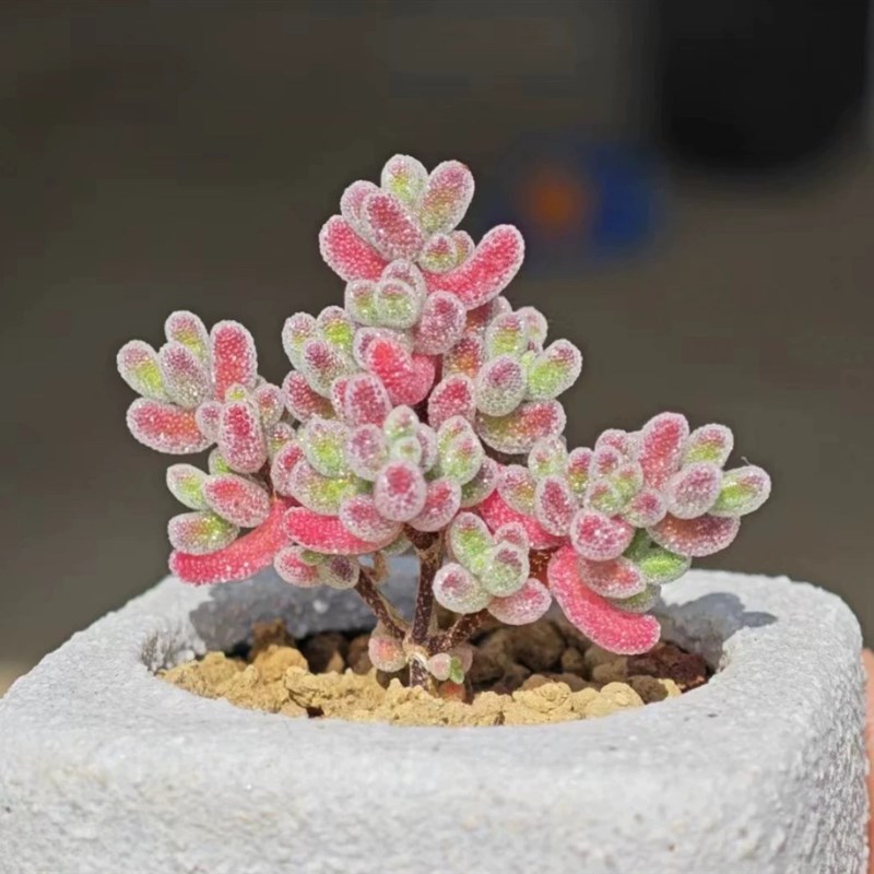 冰晶糖球多肉I植物枝干番杏