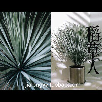 稻草人 鸟喙丝兰 龙舌兰科蓝长序丝兰属庭院景观植物蓝龙无刺草树