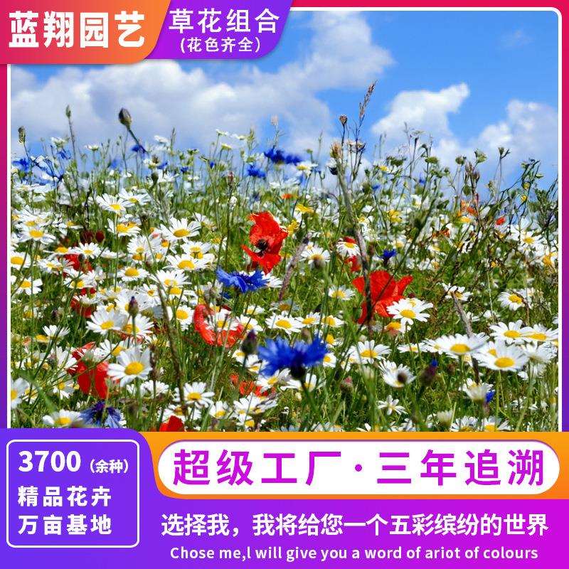 多种野花混合播种 组合耐阴花卉草籽 草花混播 树下花海 宿根组合