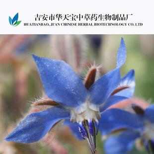 琉璃苣油 琉璃苣籽油 1公斤 Borage Oil 冷压玻璃苣籽油厂家